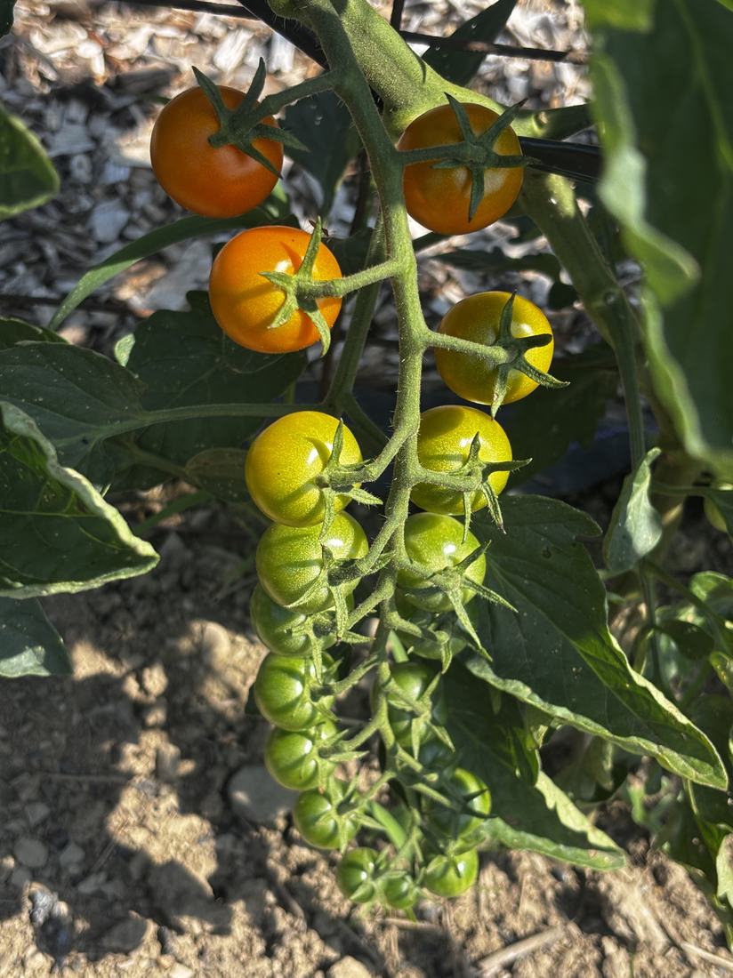 A closer view of the farm in summer