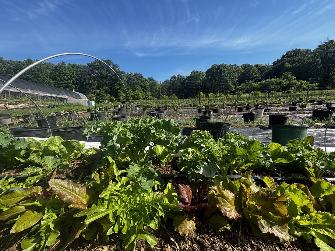 A wide view of the field under blue sky, lettuce in the foreground