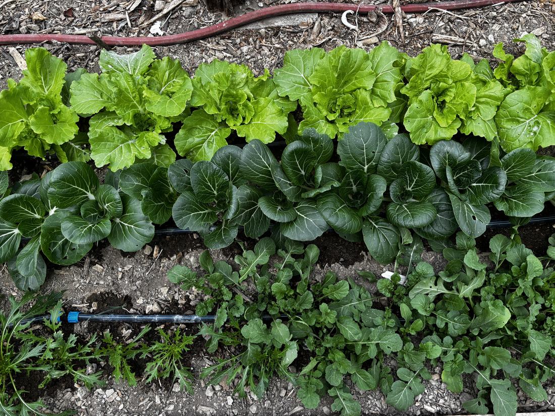 Overhead view of rows of lettuce, bok choy, and arugula