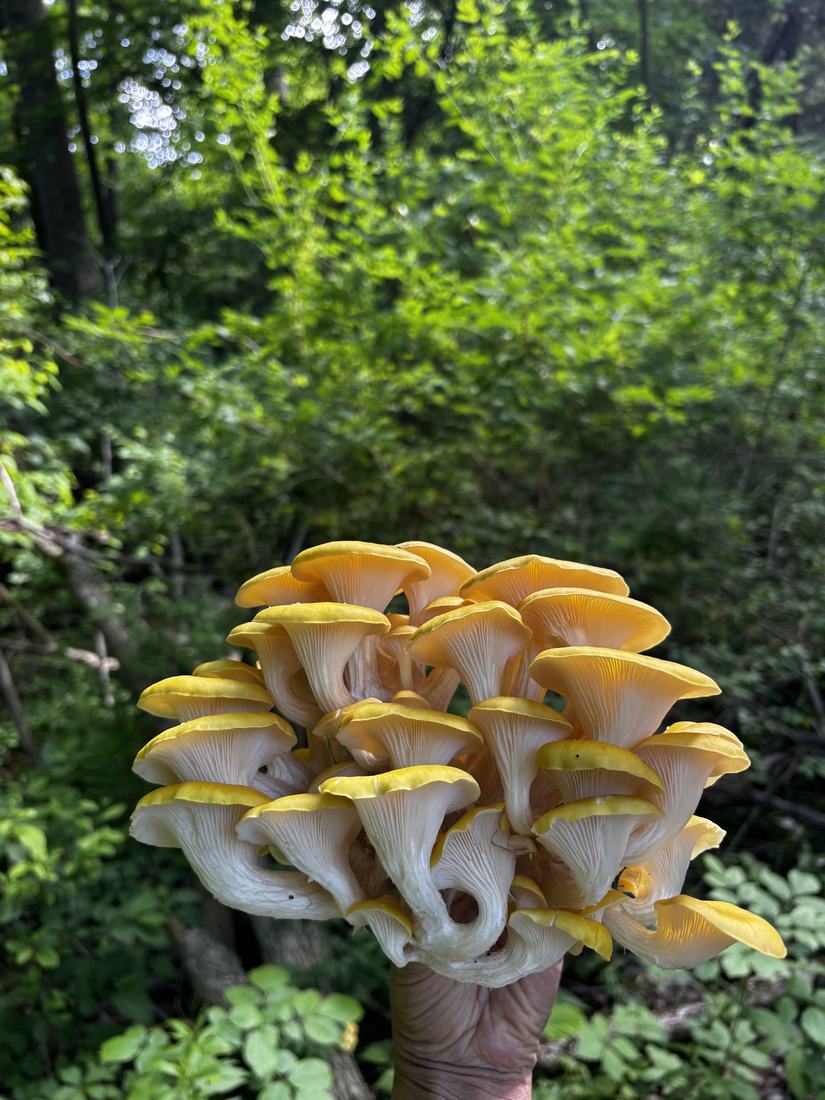 A cluster of golden oyster mushrooms growing in the woods
