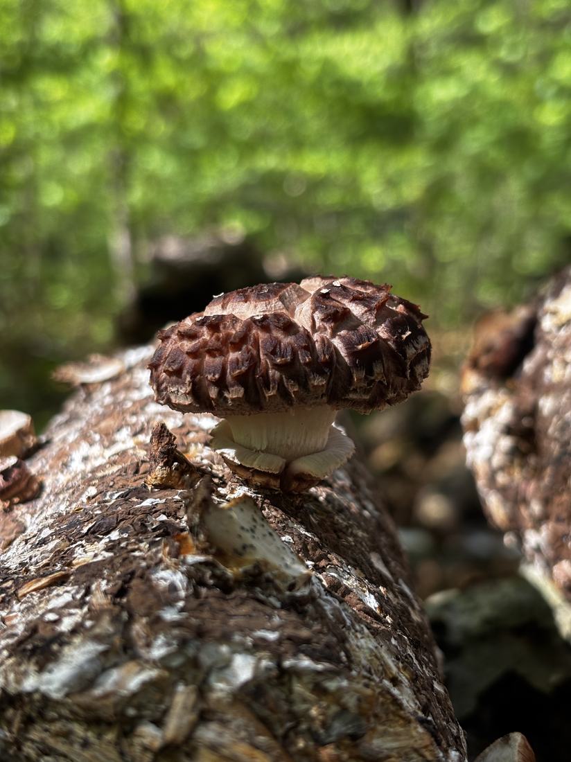 A single shiitake mushroom fruiting on a log