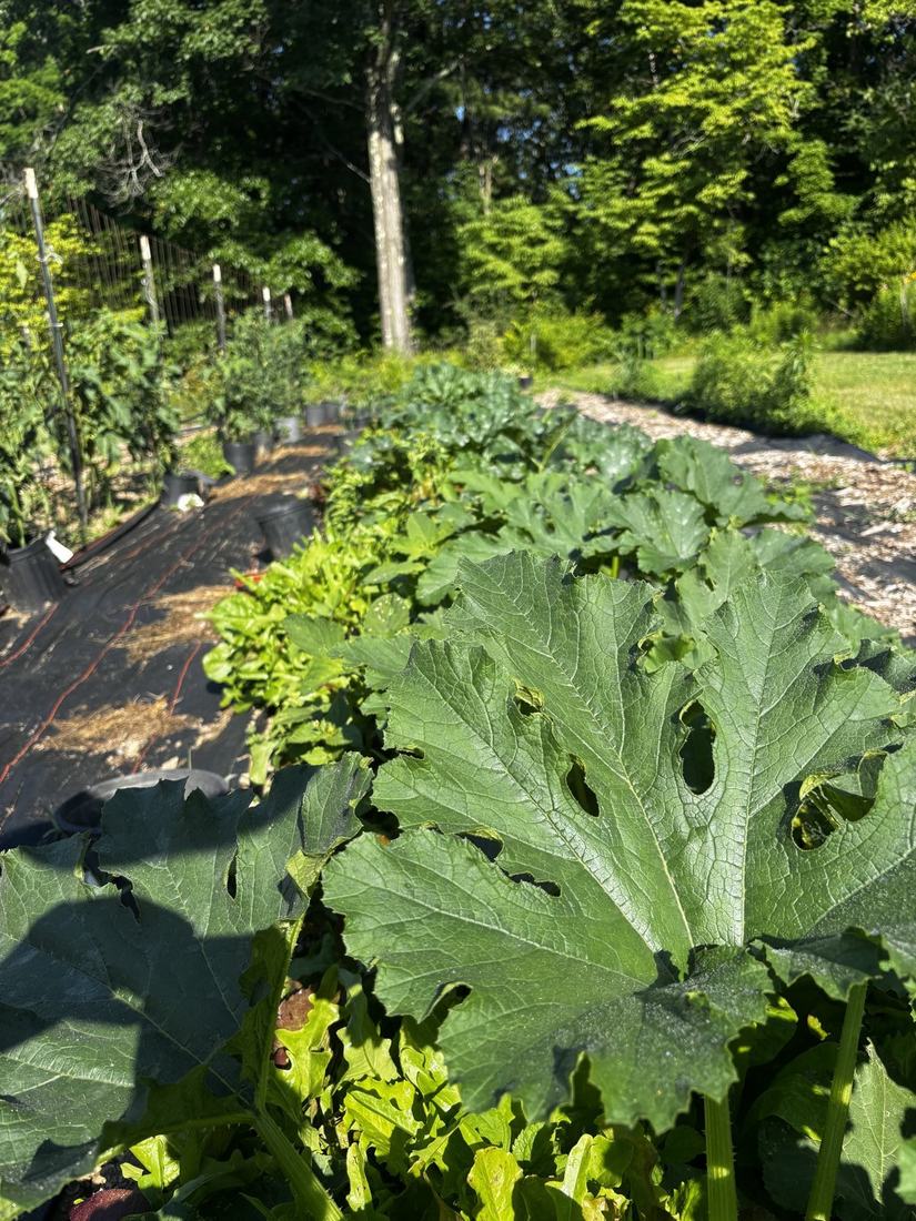 Large squash leaves with insect damage, rows of crops behind them