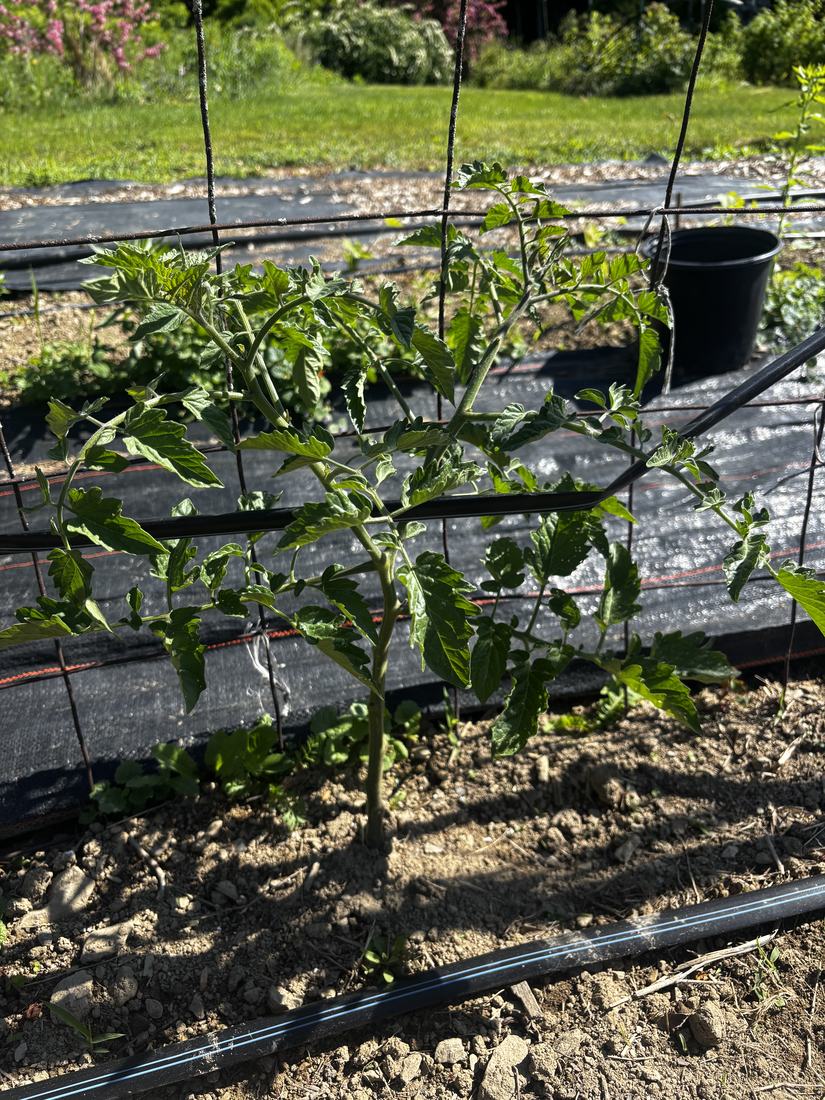 A young tomato plant staked in the bed
